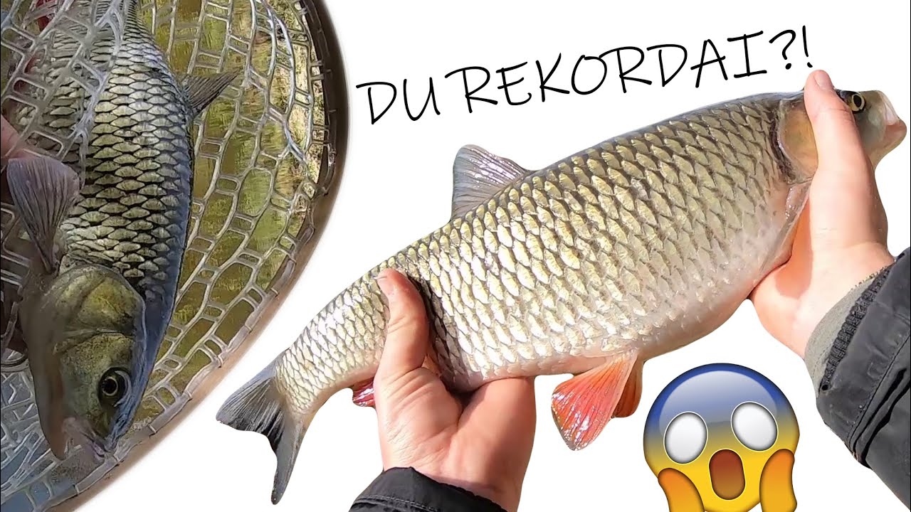 MAN KIMBA - ŠAPALAI  🐟