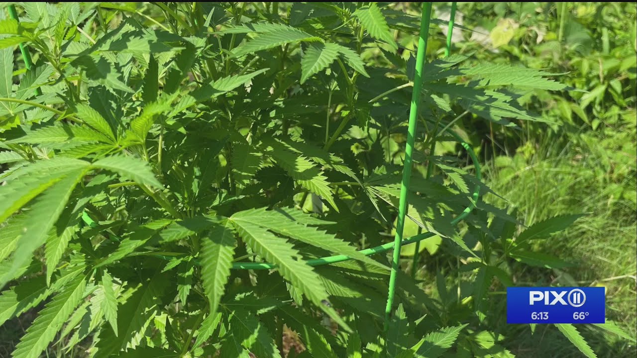 NYers can soon grow medical marijuana at home