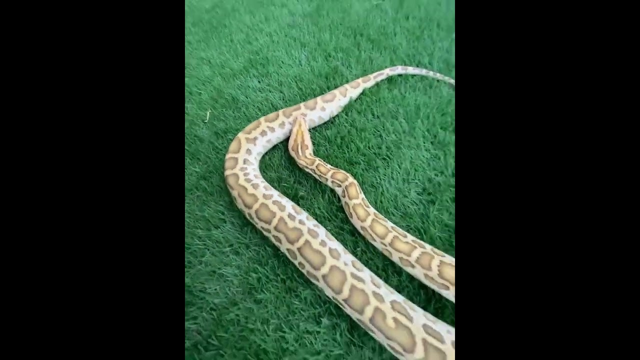 #snake #instagram #games