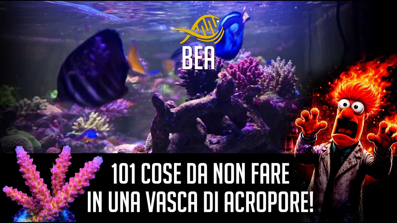 101 cose da non fare in una vasca di Acropore!