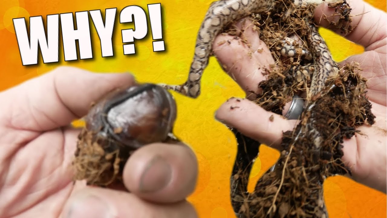 WHY WERE THESE BABY SNAKES BORN DEAD??? | BRIAN BARCZYK