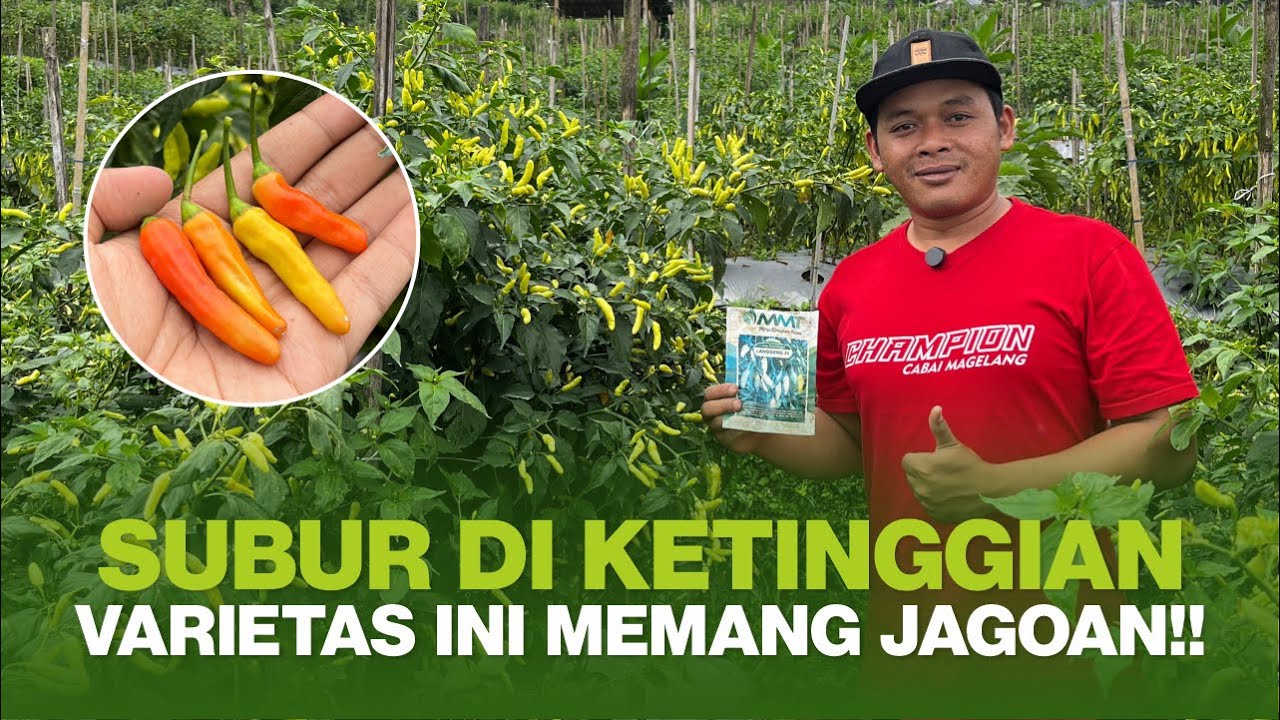 PESONA CABE RAWIT DI KETINGGIAN 1300 MDPL DAN ENDEMIK VIRUS GEMINI!! | LANGGENG 58 MEMANG TERDEPAN 