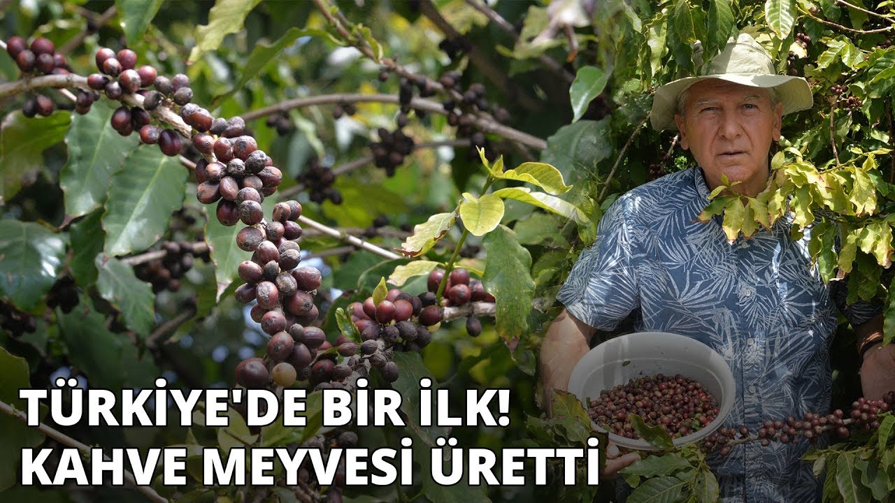 Türkiye'de bir ilk... Kahve meyvesi üretti
