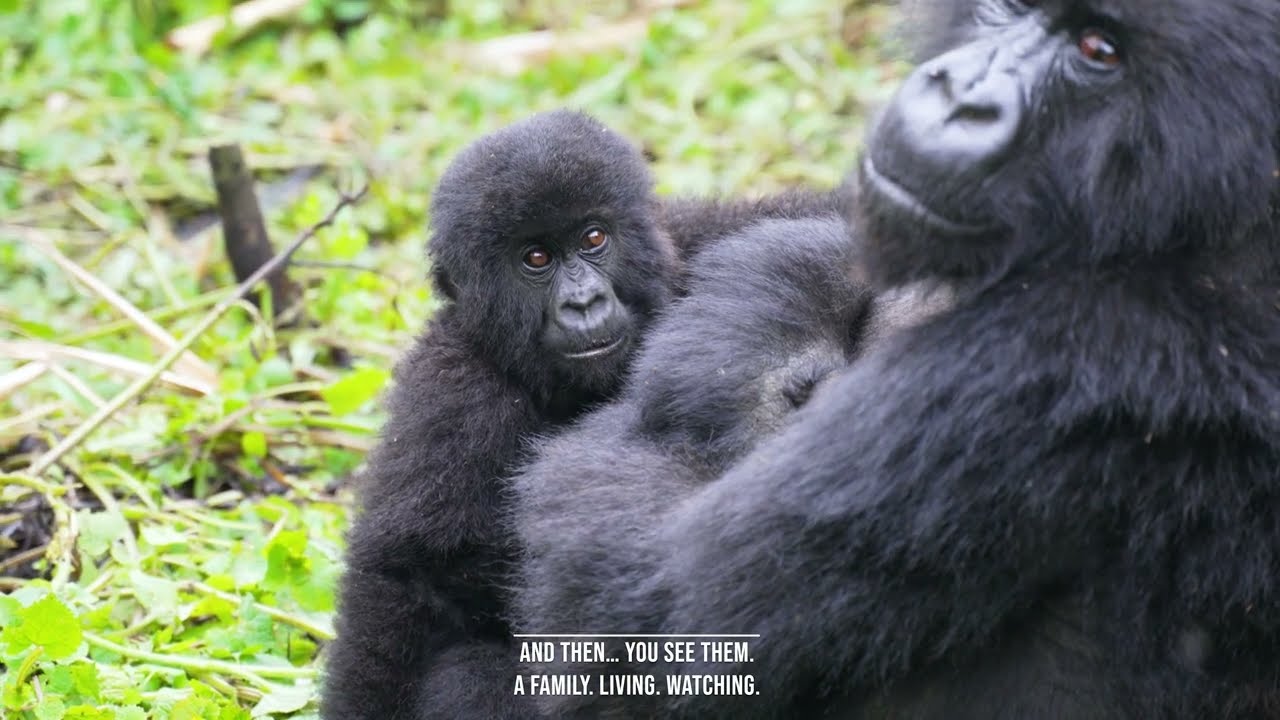 Gorilla Trekking in Rwanda | A Once-in-a-Lifetime Encounter in Volcanoes National Park