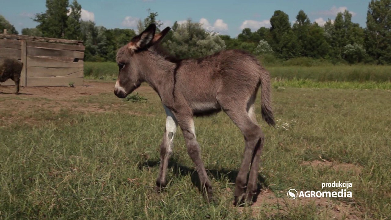 Sve lepote specijalnog rezervata prirode Zasavica