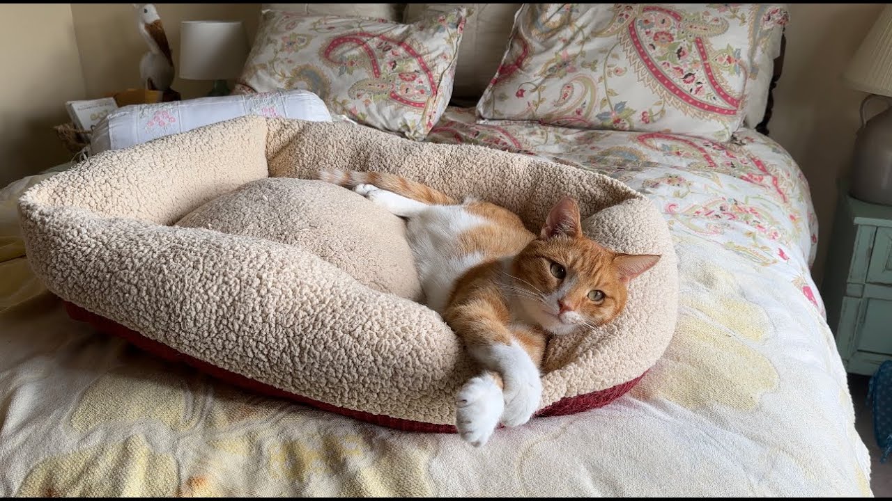 Mornings with Marlin the Cat-Dog!  Calm & Peaceful CAT moments.  Sweet, snoozing, & bird watching.
