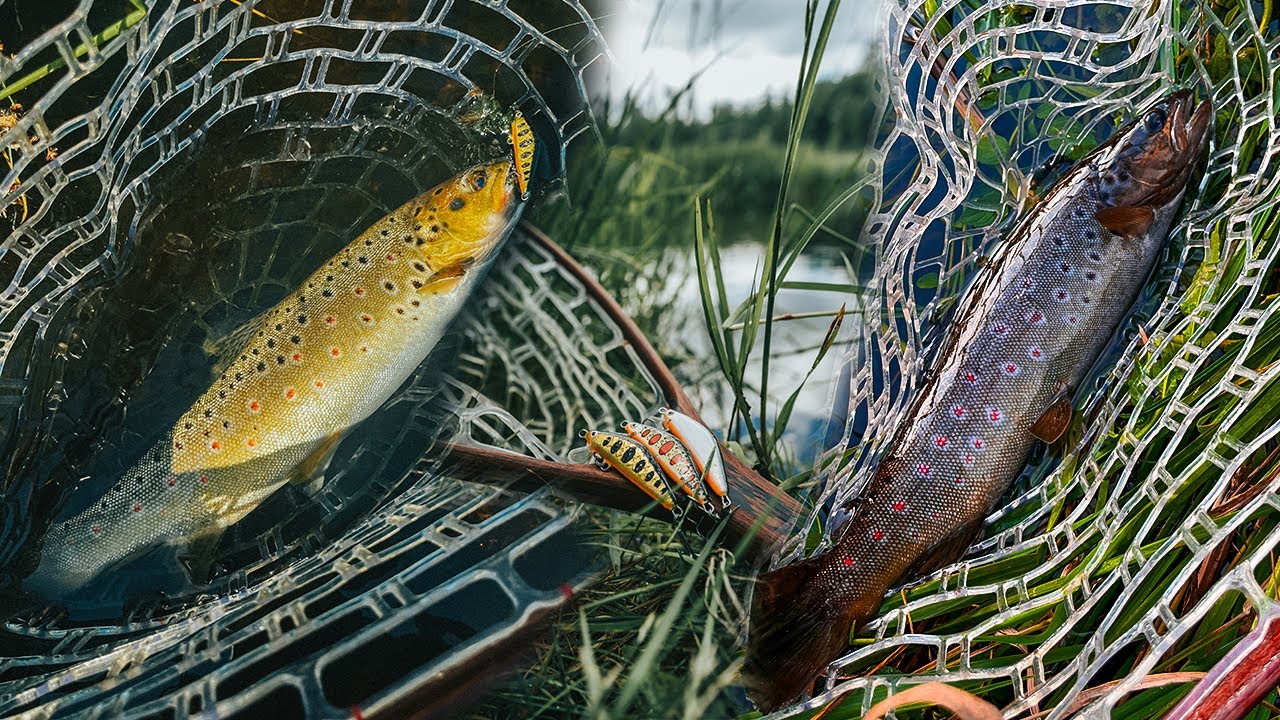 Brown Trout on Small Stream – Test of Hunter Ronin Minnows!