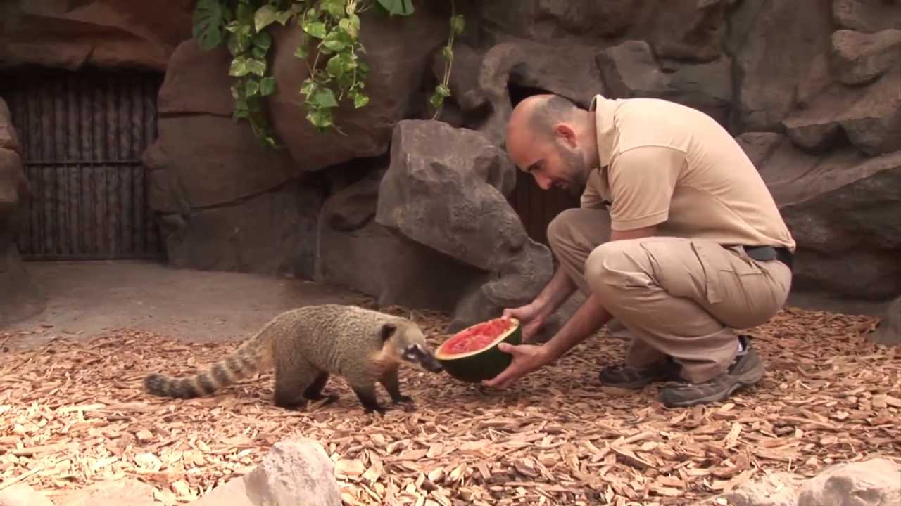 Coatis & Capibaras - Enriquecimiento Ambiental
