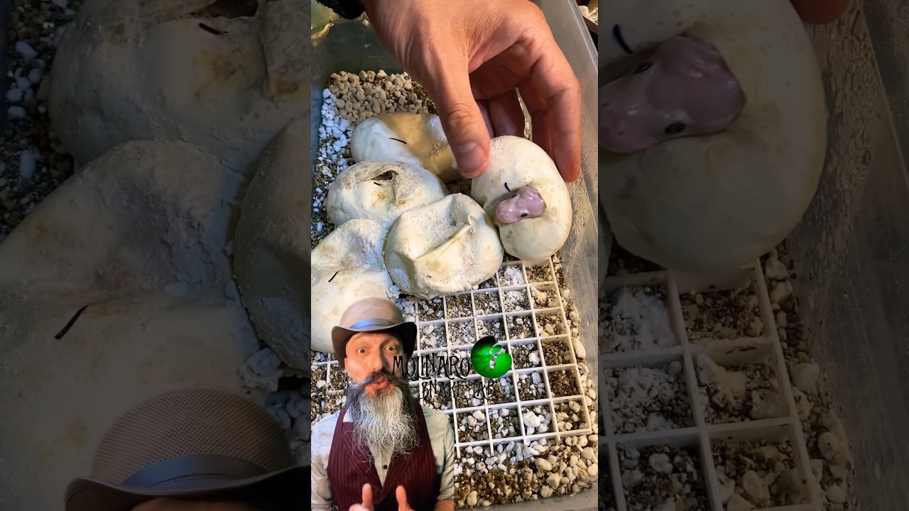 The leaky egg clutch is hatching! #molinarosnakelab #ballpython #bel #leucistic #shorts #reptiles