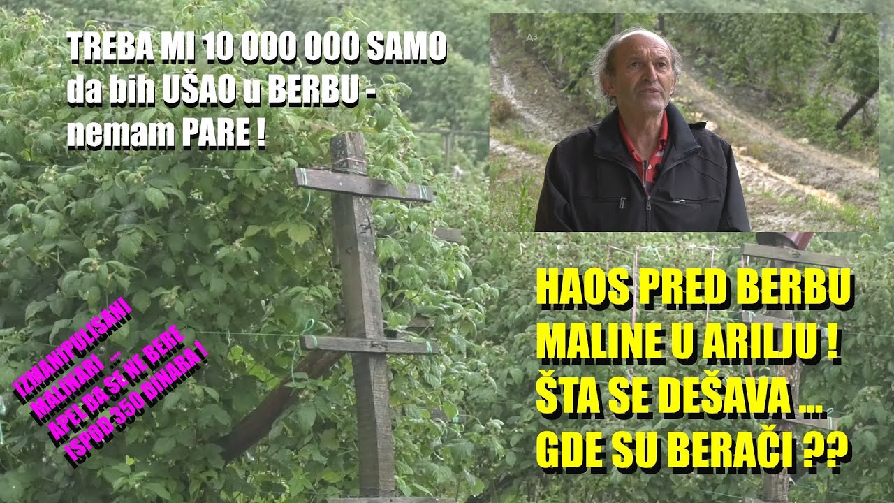 HAOS s MALINOM- NAJVEĆI malinar i UDRUŽENJE - koliko košta MALINA i GDE SU PARE ??!
