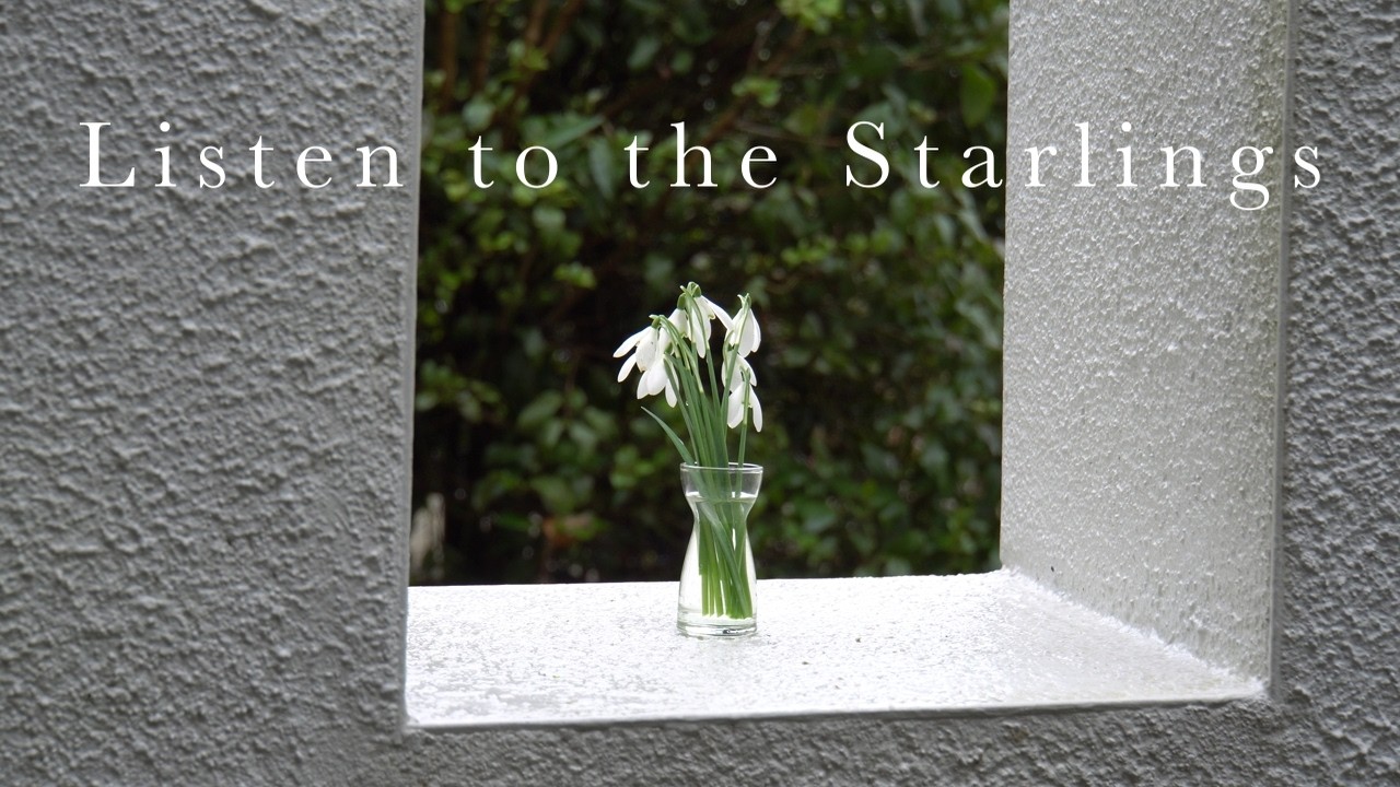 #3 Snowdrops | Sound of Returning Starlings | The Snowdrops Series.
