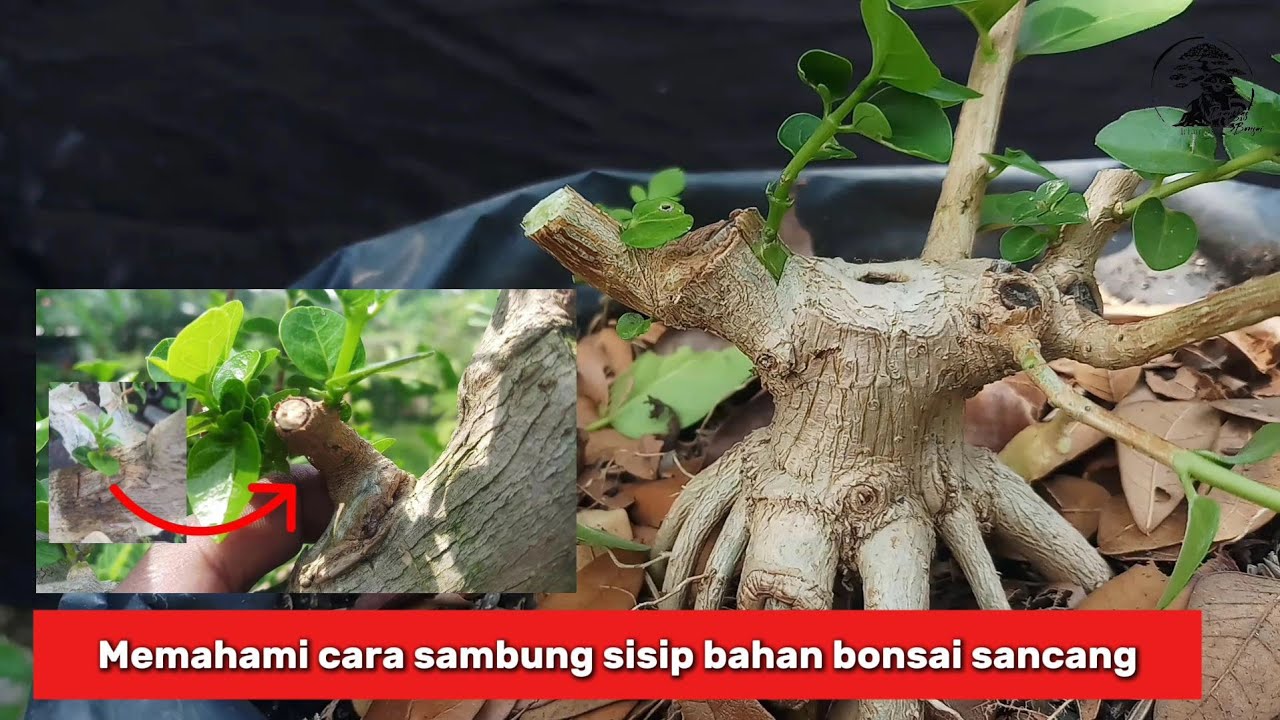 Memahami cara sambung sisip bahan bonsai sancang