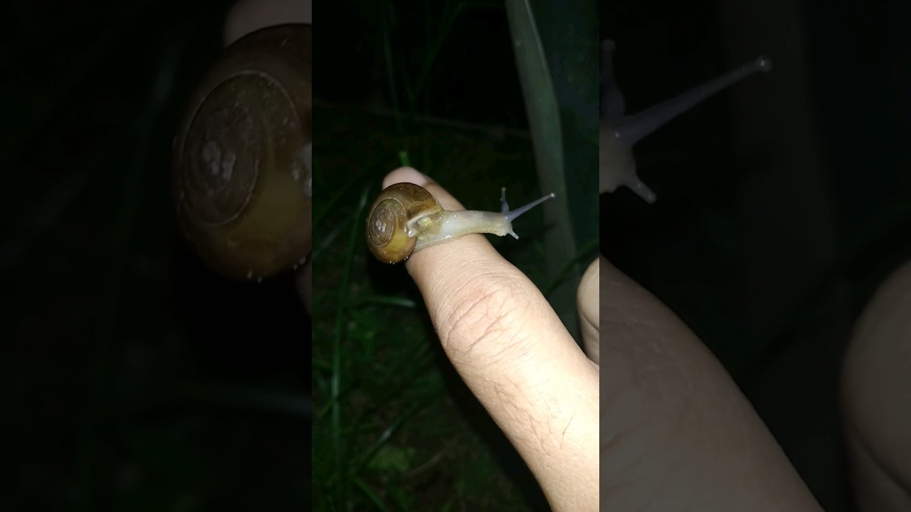 NEMU SIPUT GEPENG #snail #siput #shorts
