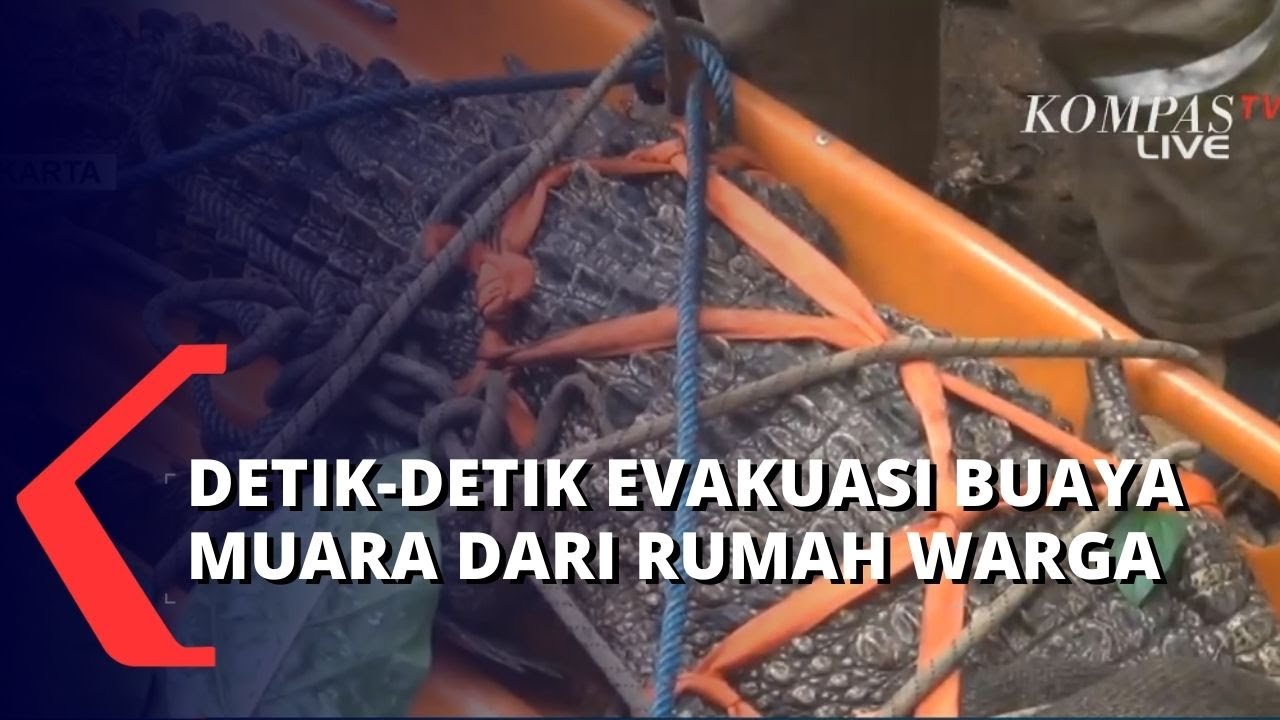 Buaya Muara Sepanjang 2,5 Meter di Evakuasi Damkar dari Perumahan Warga