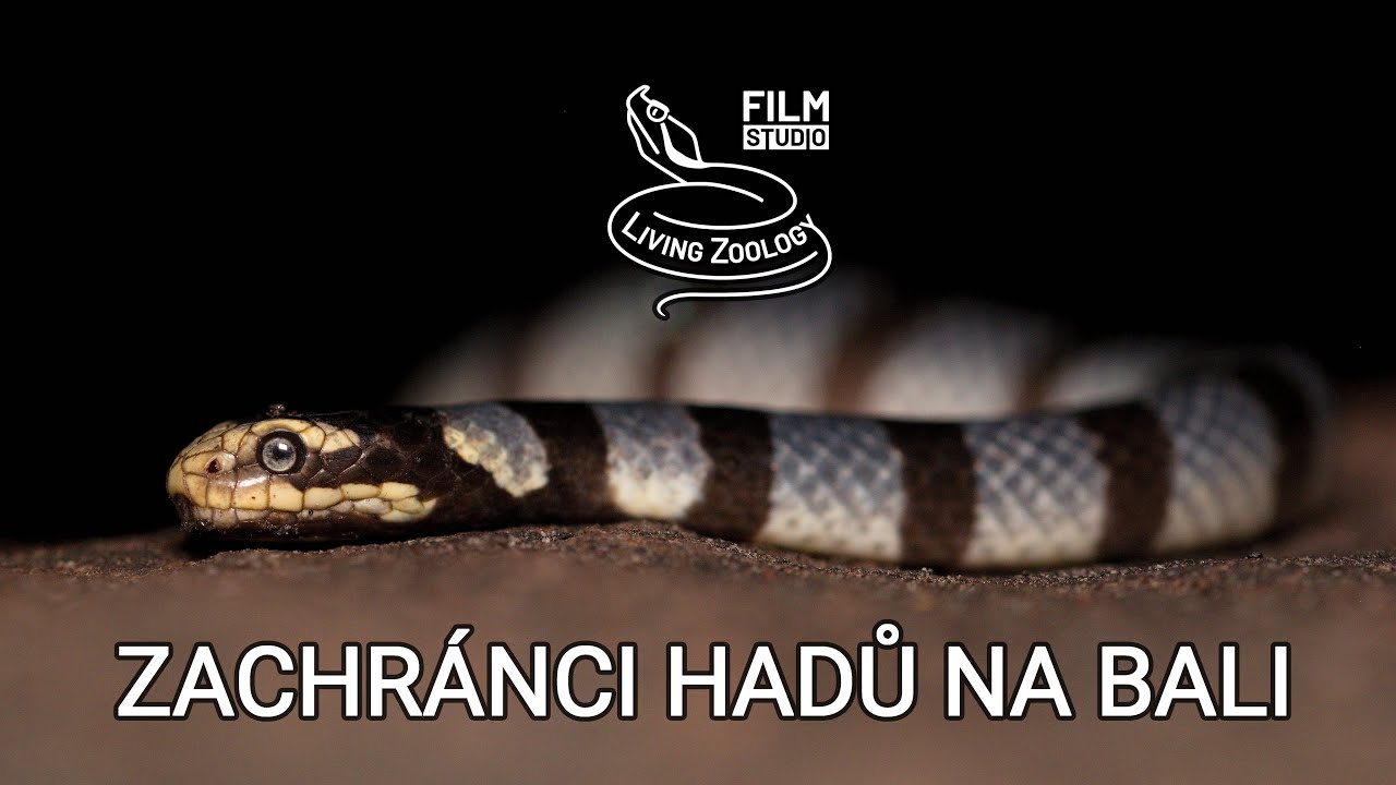 Zachránci hadů na Bali (český dokumentární film)