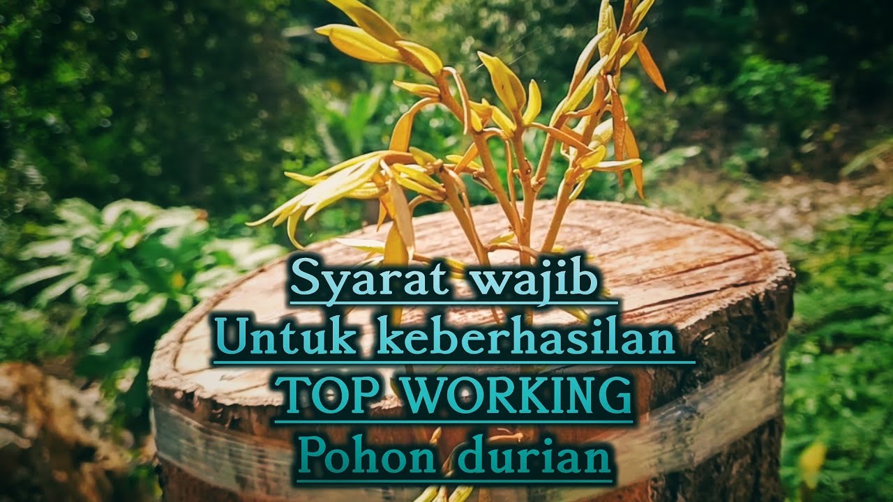 Syarat wajib top working durian 