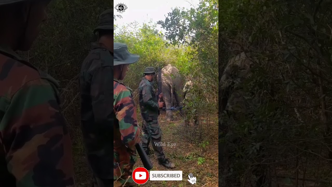 Wounded Elephant Treated Deep in the Jungle 🐘❤️