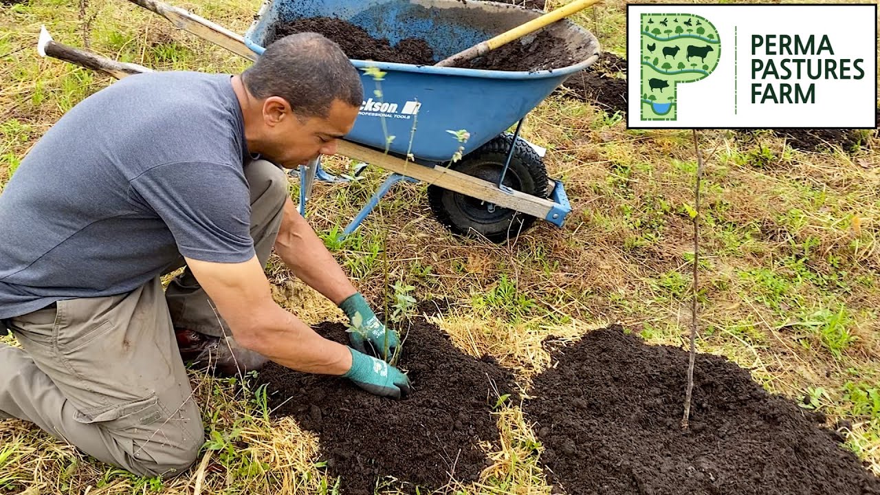 Permaculture Fruit Tree Guilds