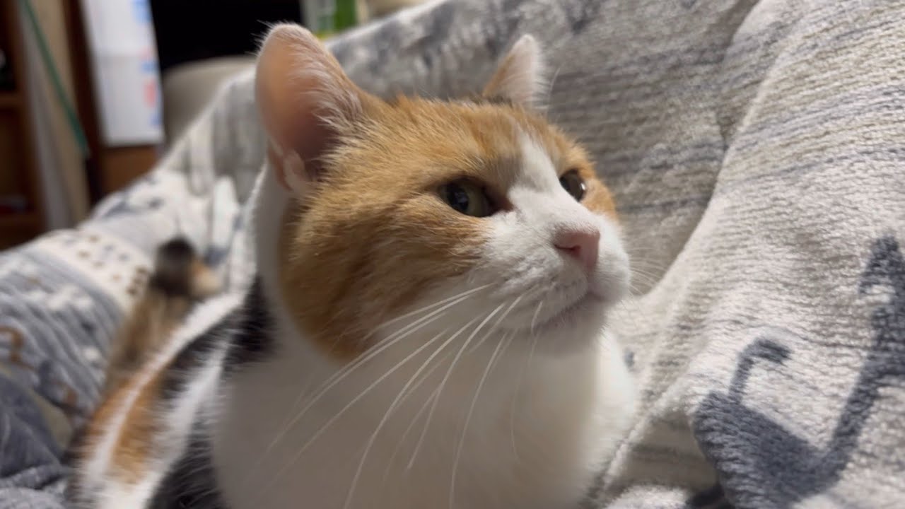 【三毛猫】テレビに夢中なミケ（2025年5月4日）