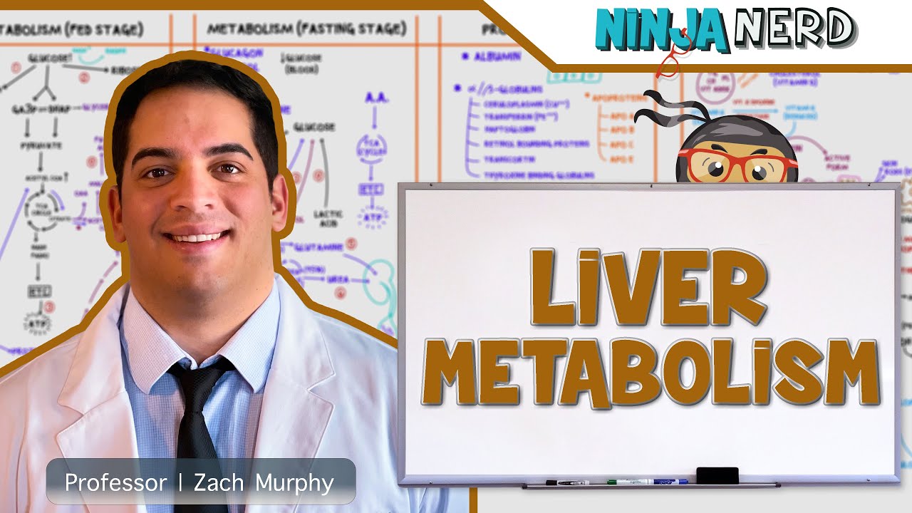 Gastrointestinal | Liver Metabolism, Protein Synthesis & Storage