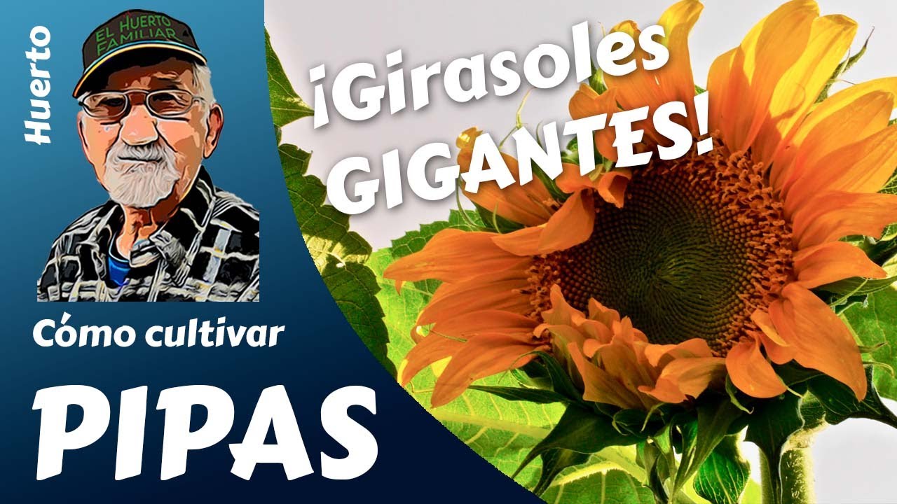 GIRASOL GIGANTE:  el cultivo completo. ¡PIPAS PARA TODOS!, también para mis pájaros.