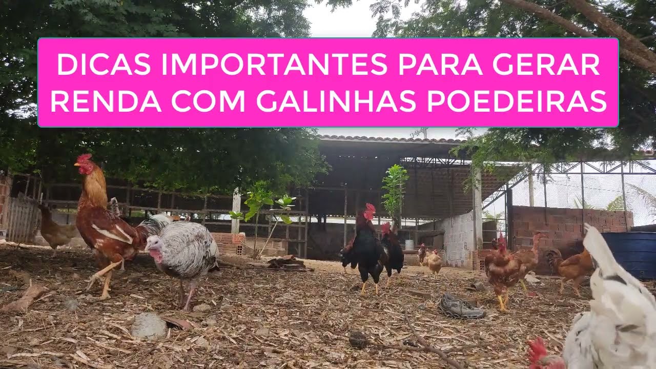 DICAS IMPORTANTES PARA GERAR RENDA COM GALINHAS POEDEIRAS