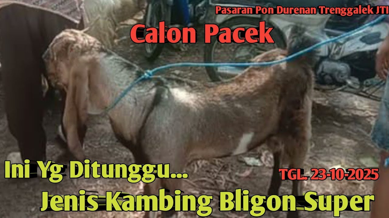 CALON PACEK JENIS KAMBING BLIGON SUPER