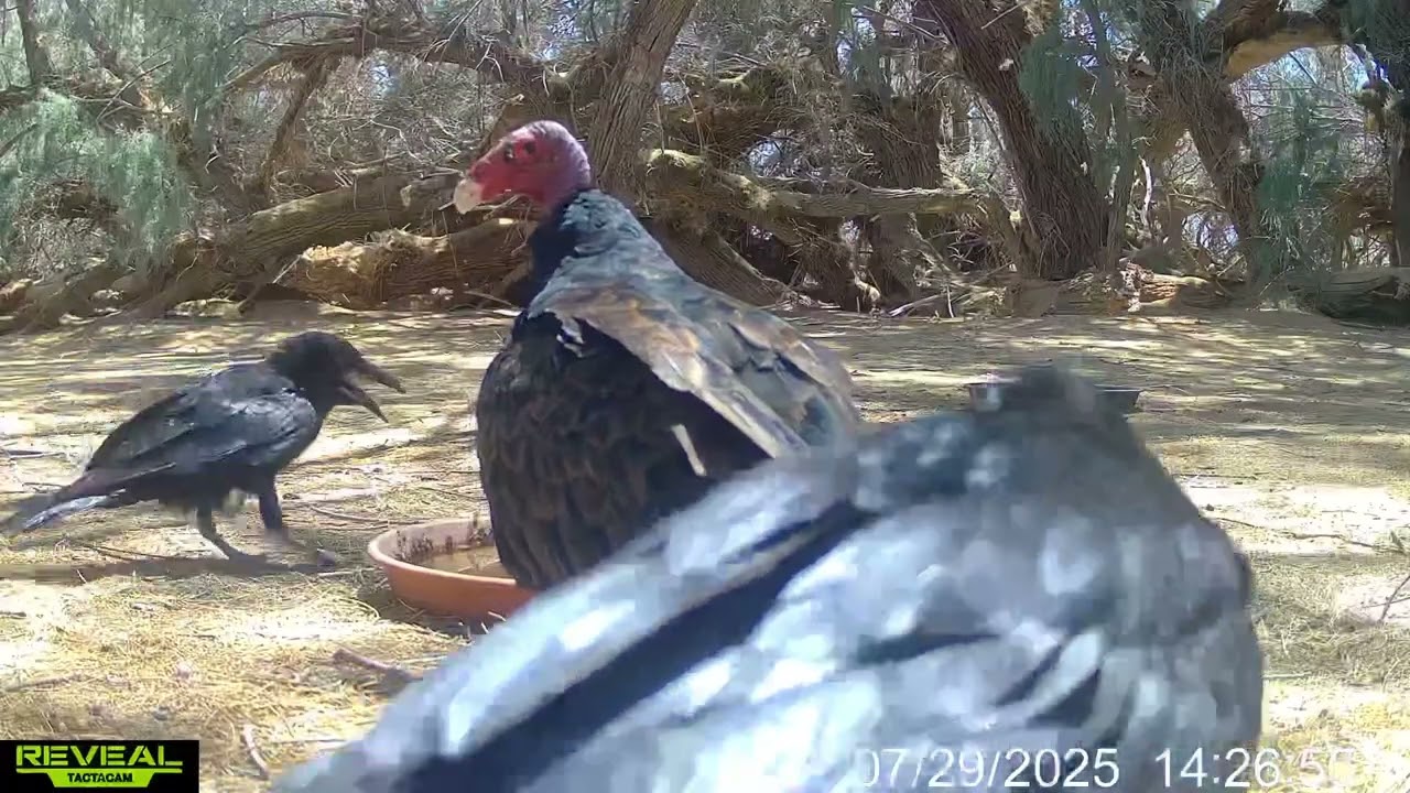 Wildlife with wildlife at the water(part 2)