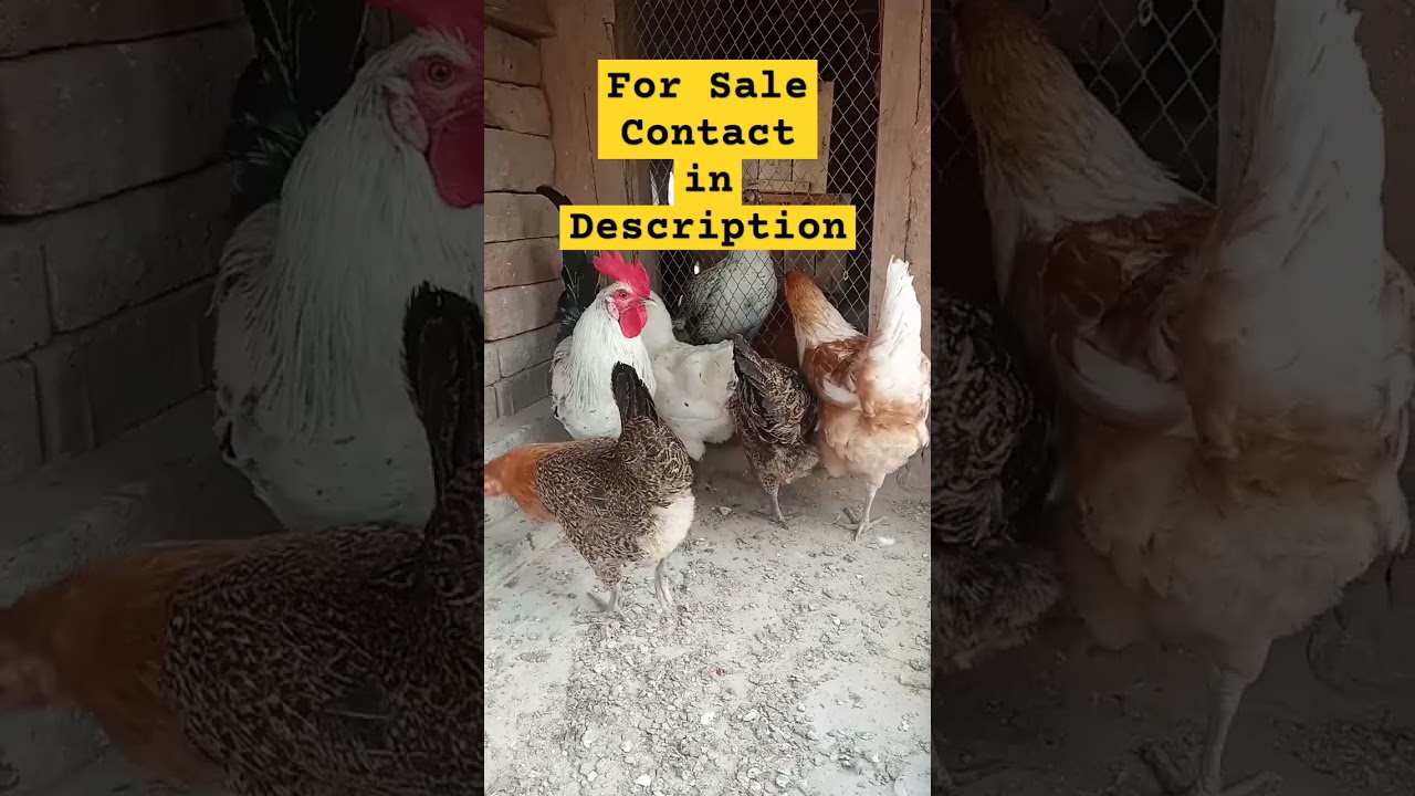 Golden Misri Hen For Sale Contact in Description