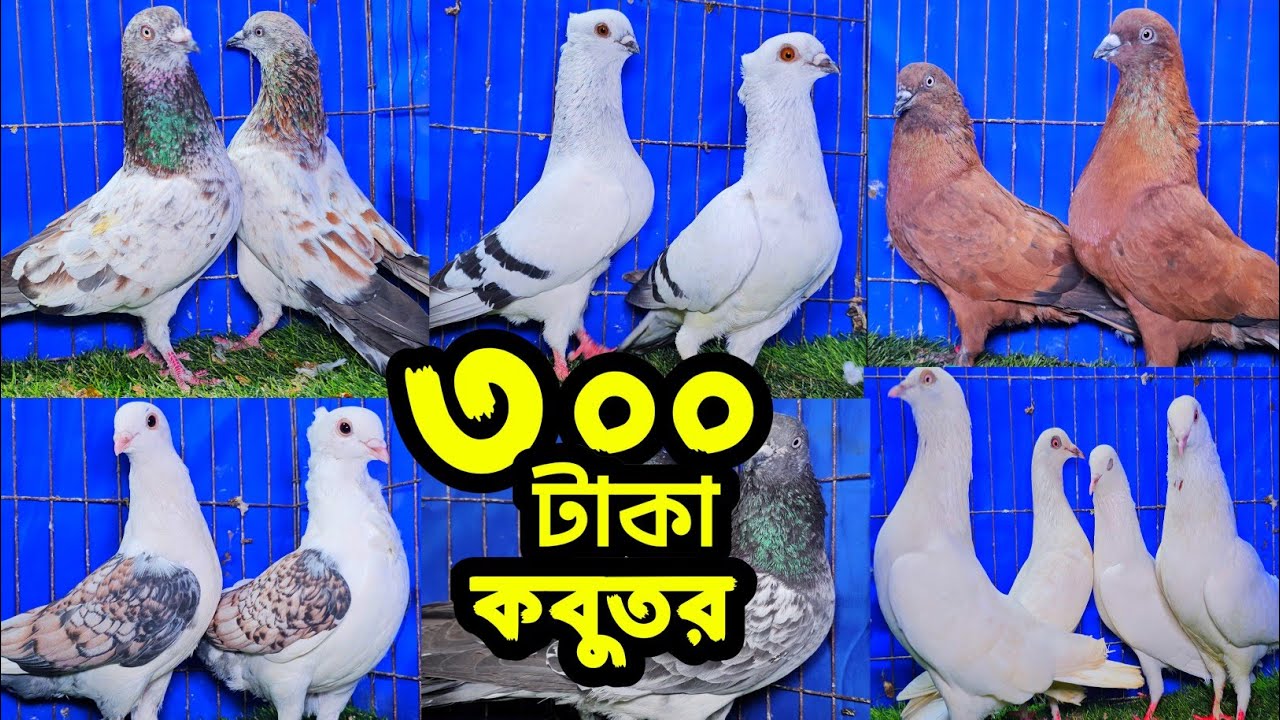 ৩০০ টাকা পিস পাল্লা করা গিরিবাজ,গররা,চিলা,কালদম,লালপাত্তি কবুতর কিনুন | শখের ফেরিওয়ালা | Pigeon |