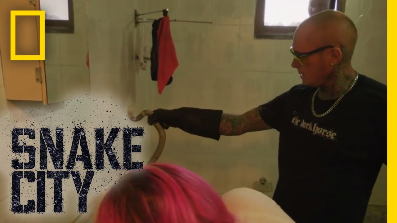 A Face Full of Venom | Snake City
