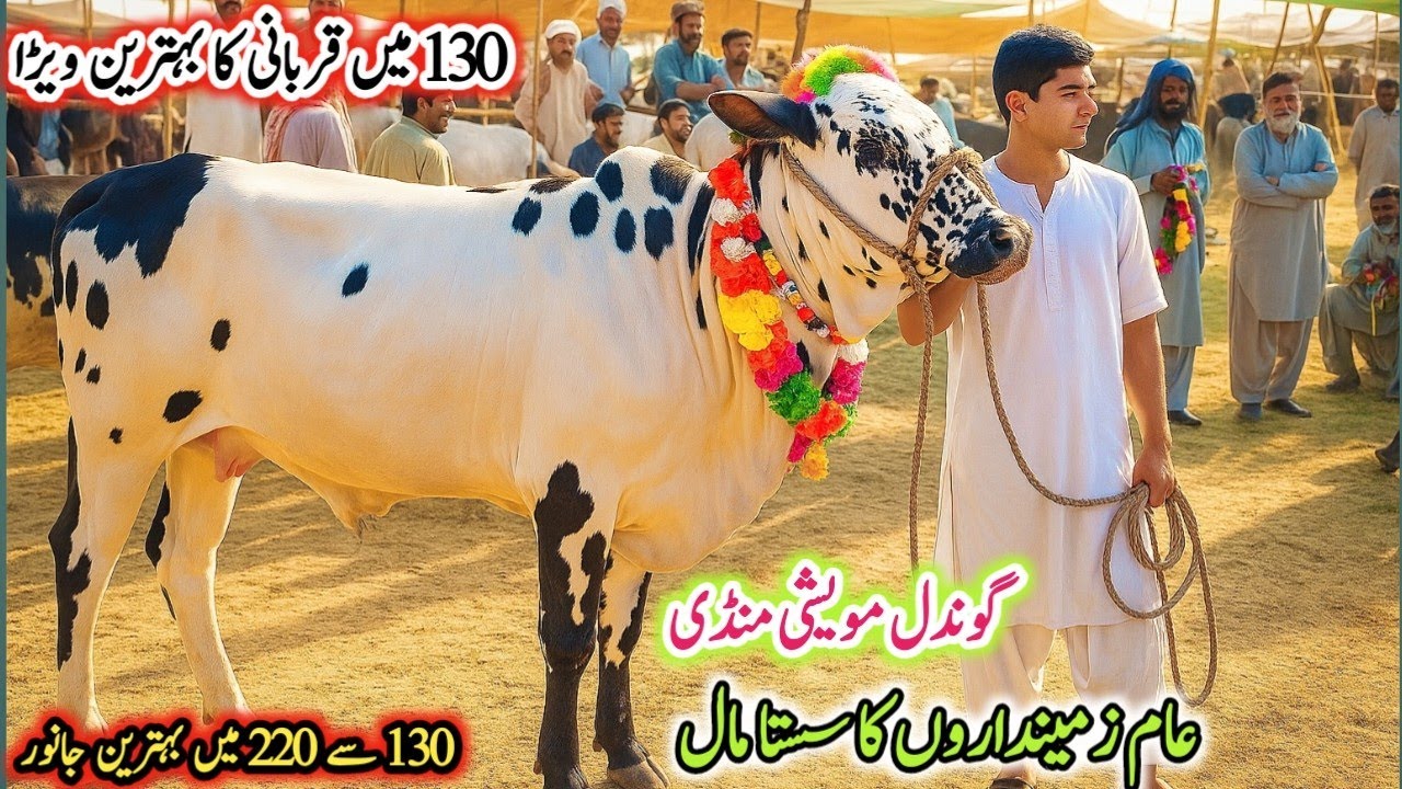 Today Gondal Mandi latest update june 2025!Bakra Mandi latest update!Gondal Mandi!#bull#cow