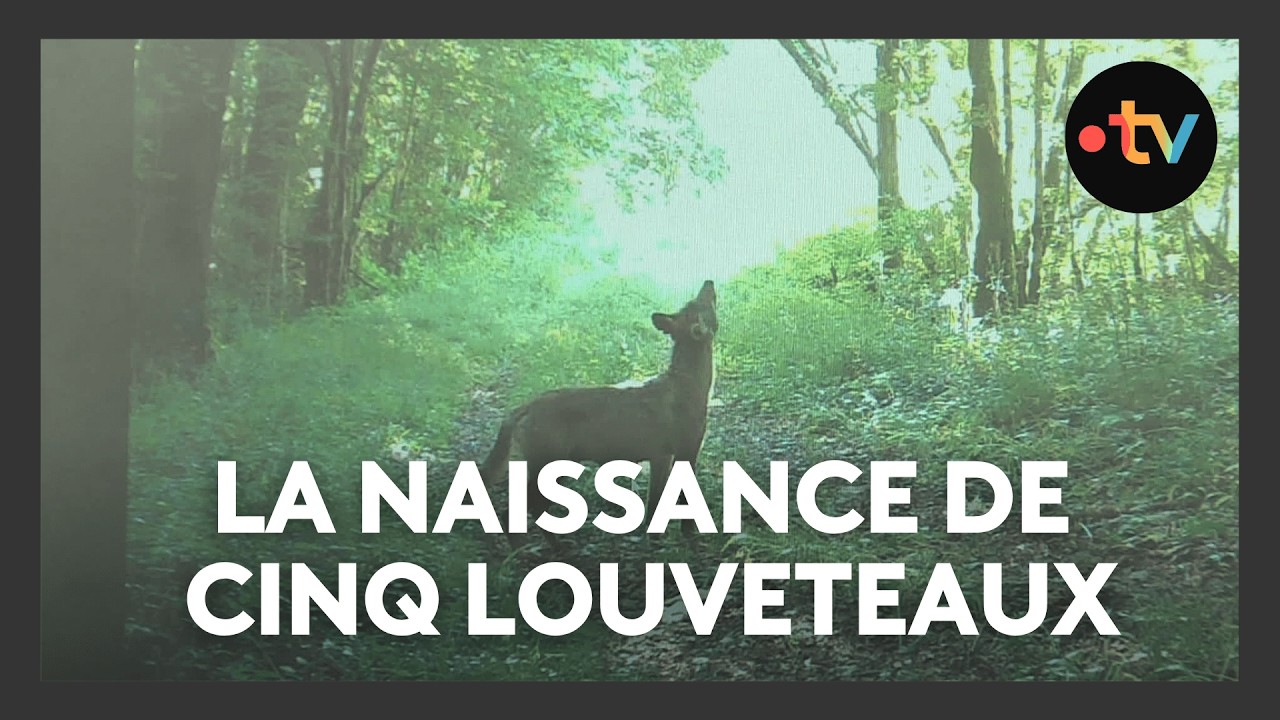 Cinq louveteaux nés en Haute-Marne, une première depuis 30 ans