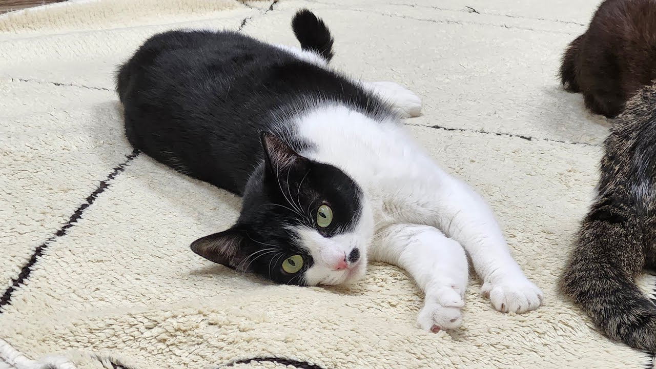 2/3(火) 節分👹だよ、猫だけ配信🐈️