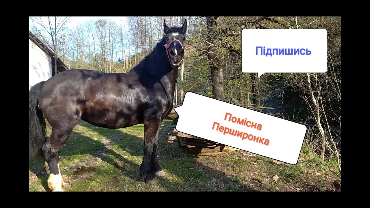 Коні ПЕРШИРОНИ. ГАРНА ПОКУПКА НА ФЕРМУ!!!