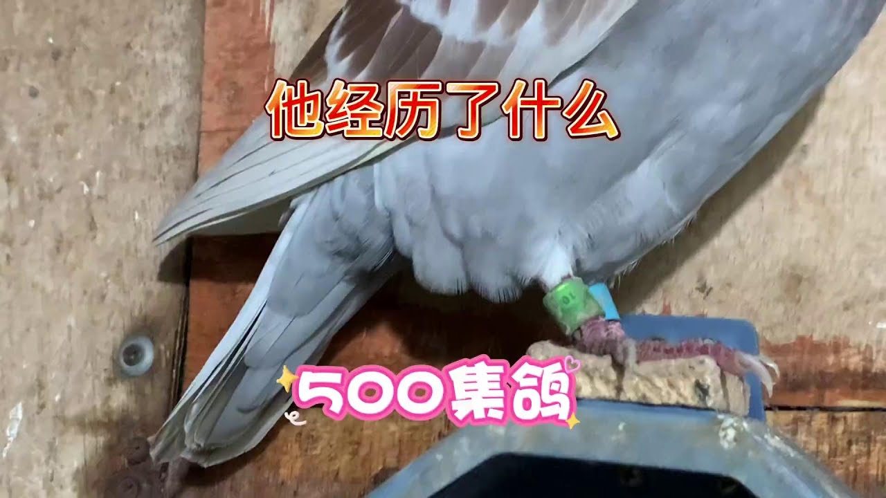 260公里没归的鸽子再次回来。500公里集鸽上车。 #信鸽赛鸽 #赛鸽欣赏 #赛鸽运动 #赛鸽比赛 #养鸽人 #幽幽信鸽