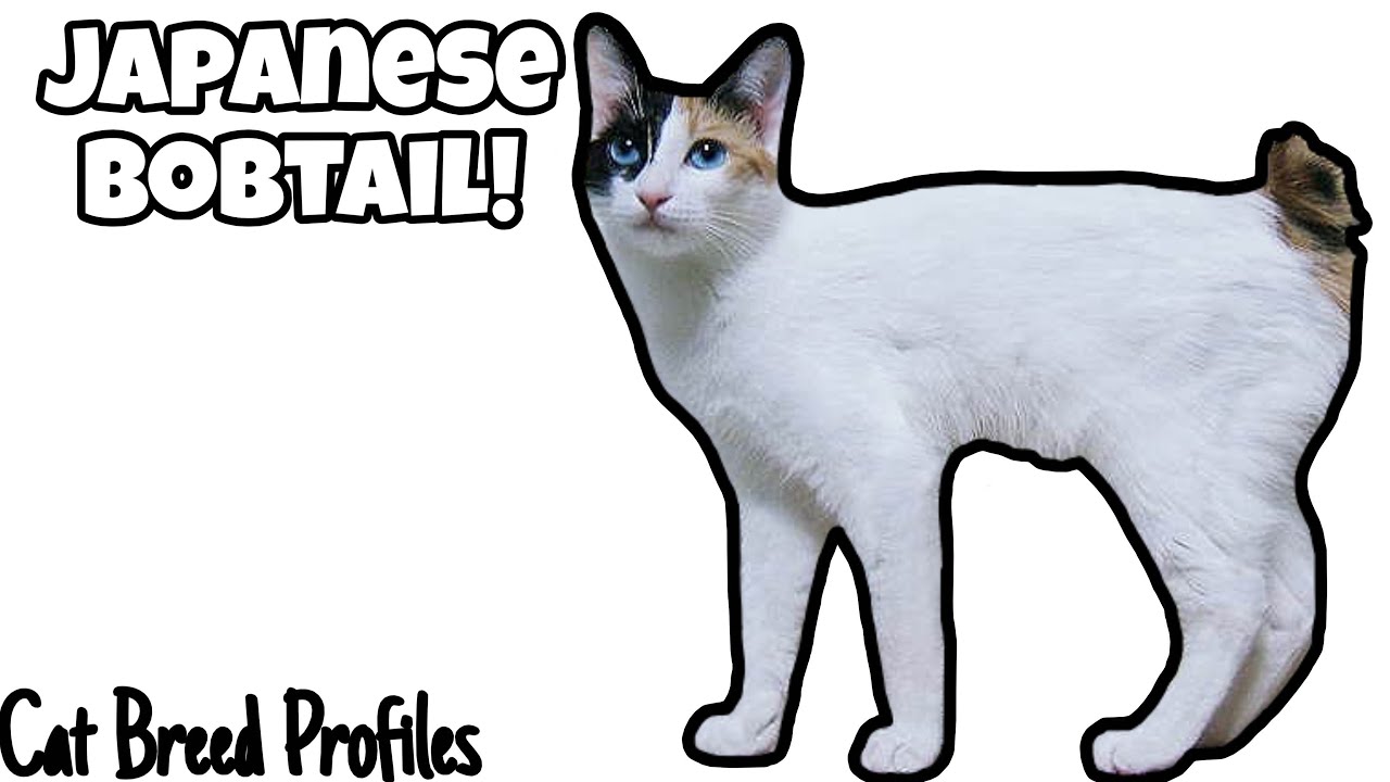 Japanese Bobtail! - Cat Breed Profiles - 