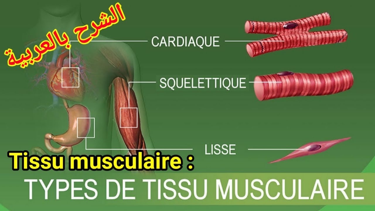 tissu musculaire : définition, proprités et classification