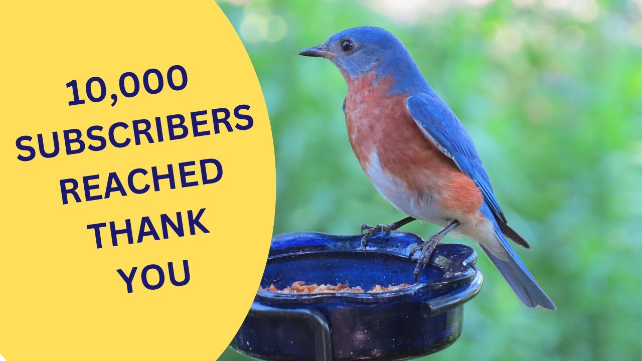 10,000 Subscribers Thank You 2023
