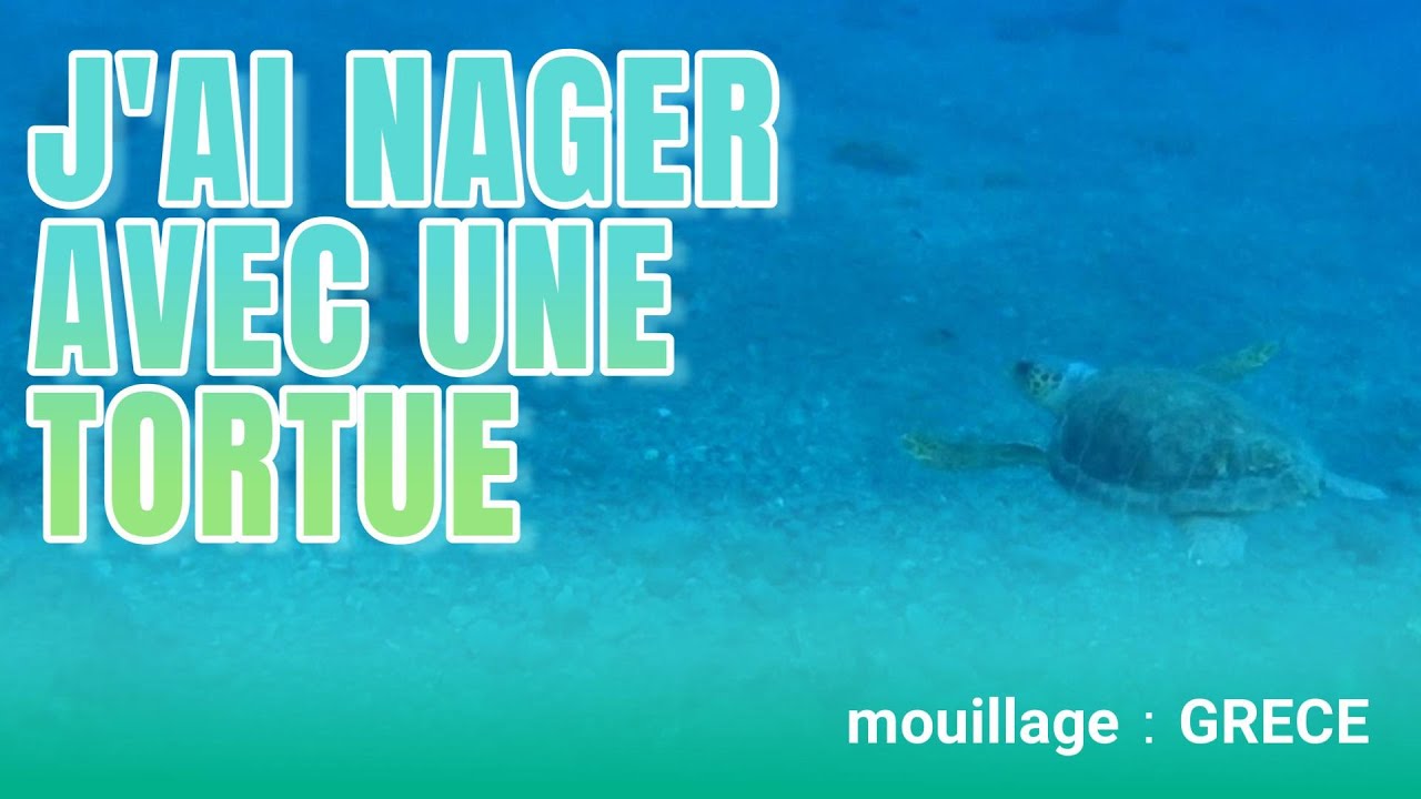 J'ai nager avec une tortue 🐢💦
