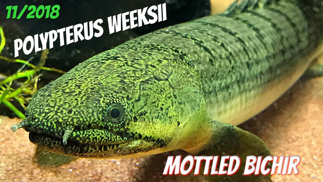 Polypterus weeksii - Mottled Bichir