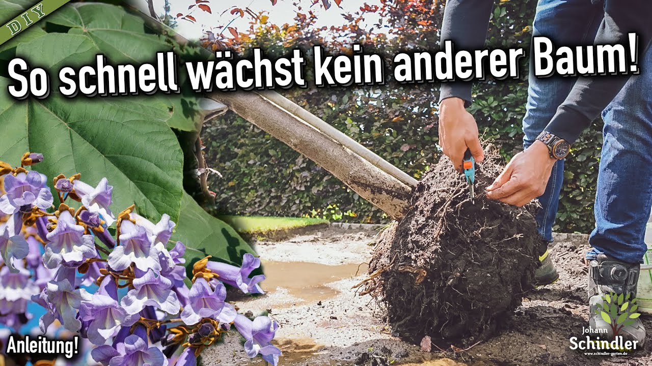 Waaaas? Dieser Baum wächst unheimlich schnell! Wichtige Fakten zum Blauglockenbaum inkl. Pflanzung.
