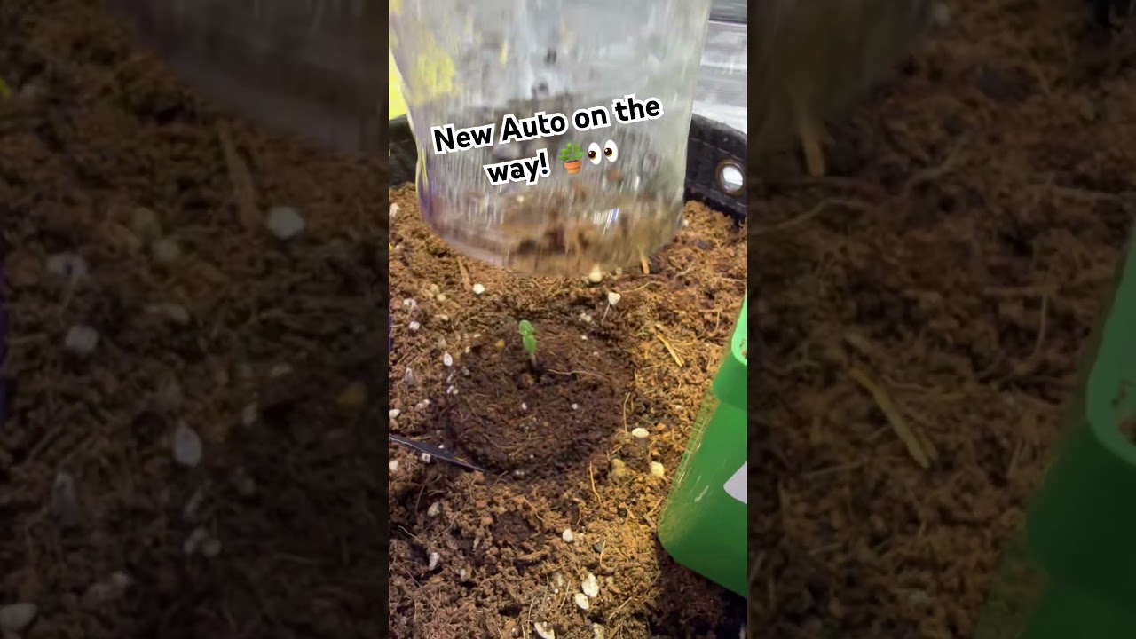 New Autoflower by 42 fast buds | 420 Fast Buds Am Risa Zkittles grow!