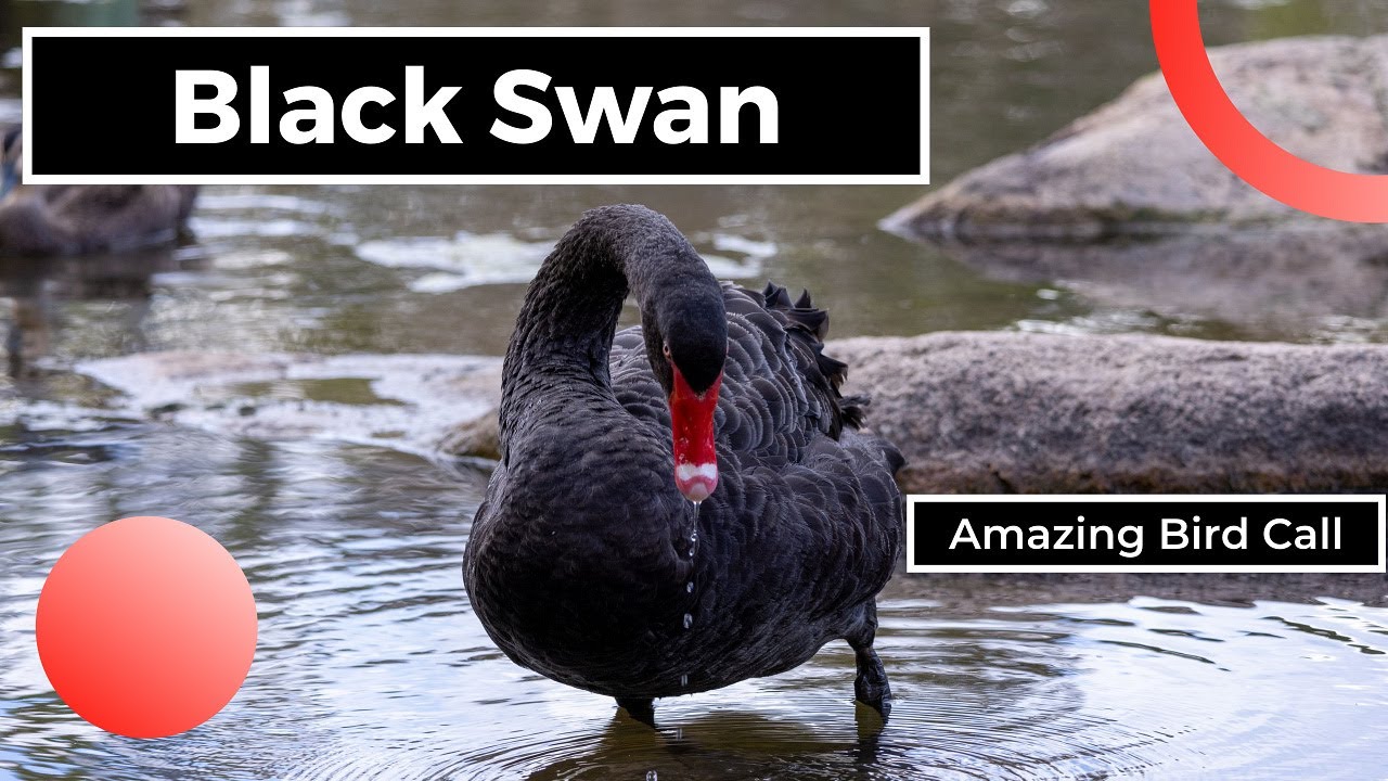 Must See Black Swan and Amazing Bird Call