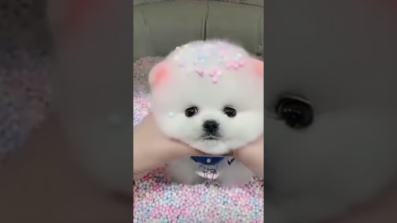 cutest puppy in the world❤ beautiful puppy❤ #happy1 #dog #puppy #beautiful #viral #shorts #short