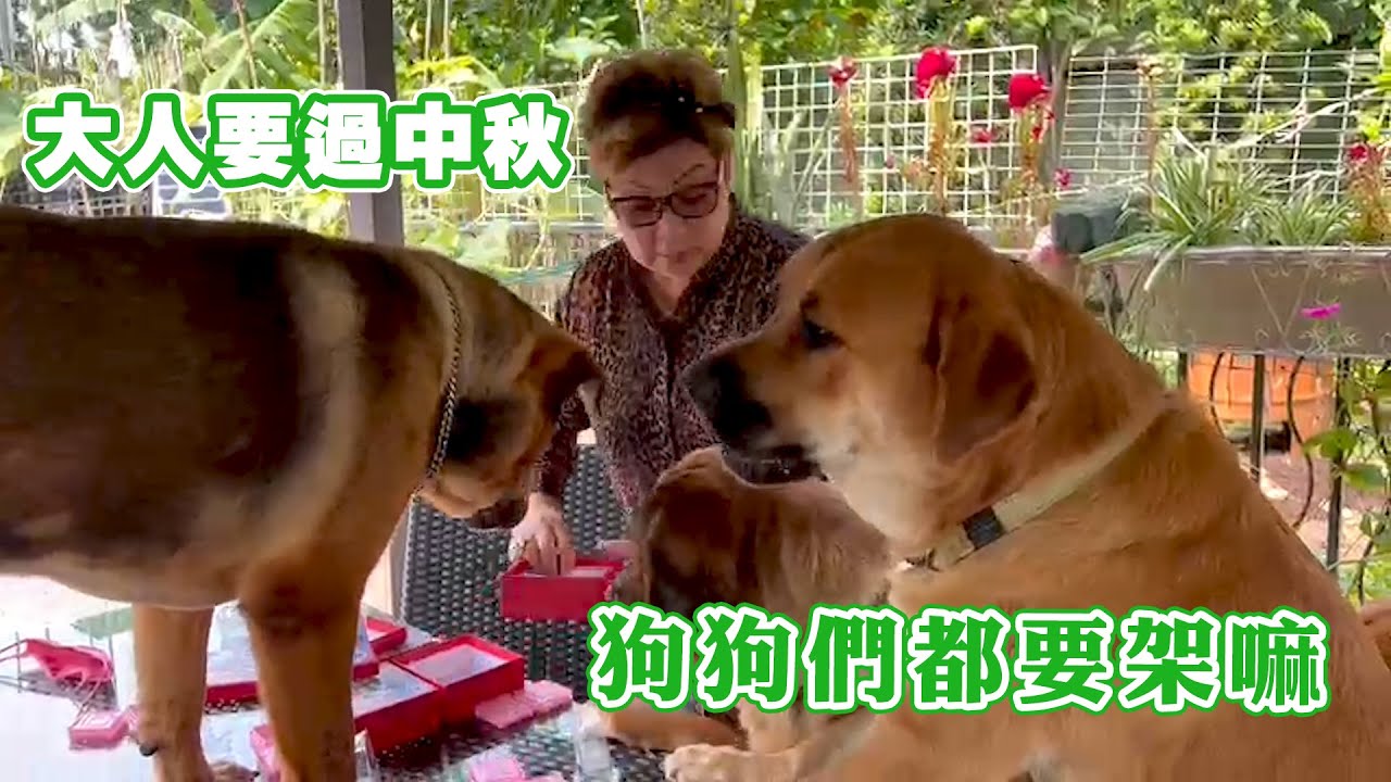 大人要過中秋 狗狗們都要架嘛