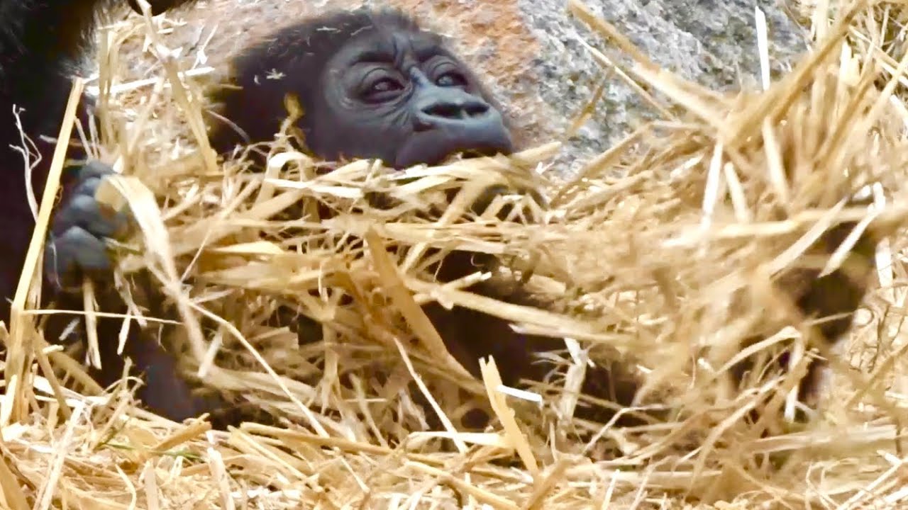 ('19/10/17)生後302日〜キンタロウ日記 21⭐️ゴリラ【京都市動物園】Baby Gorilla Kintaro Diary 21