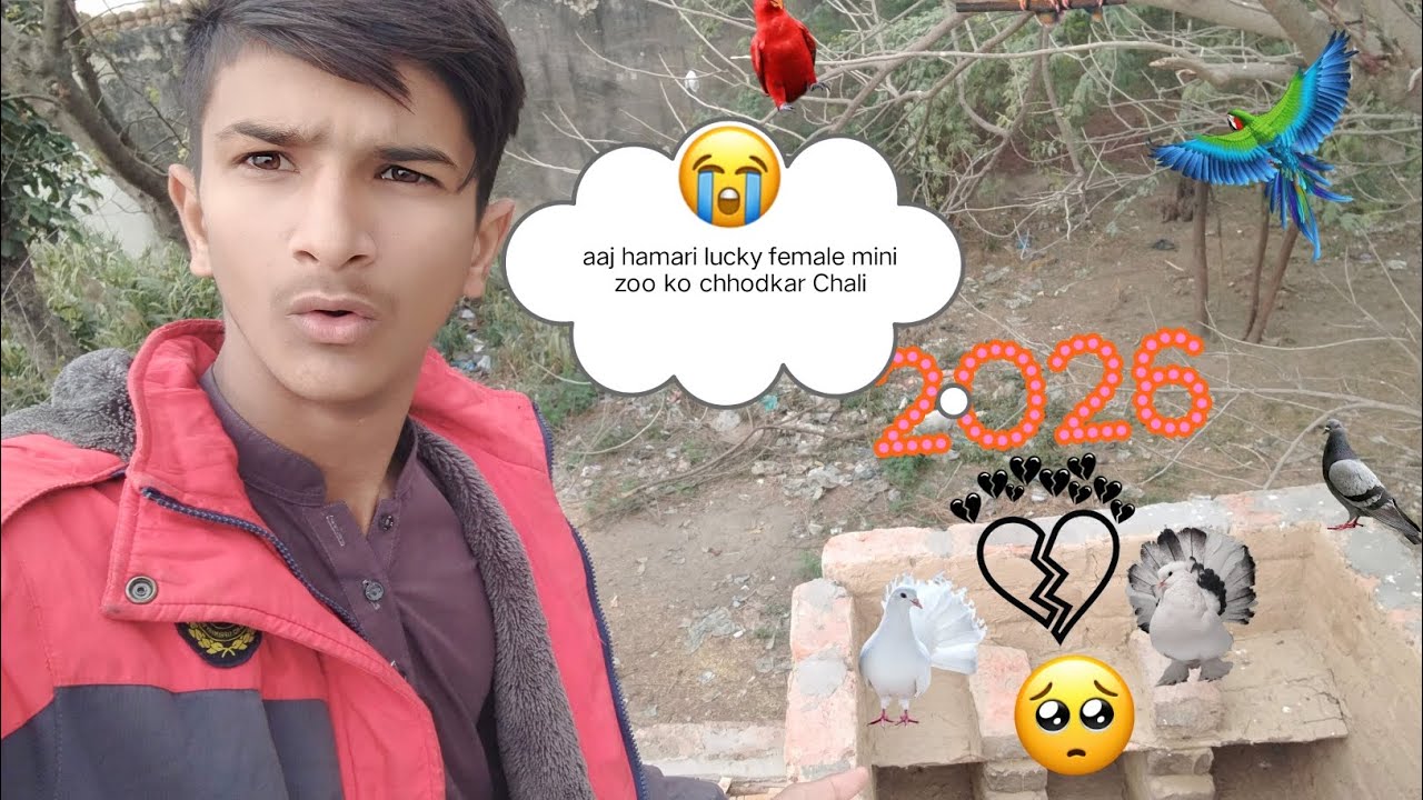 Aaj hamare laki kabutar ki female usko chhodkar Maine zoo bhag gai 🥹