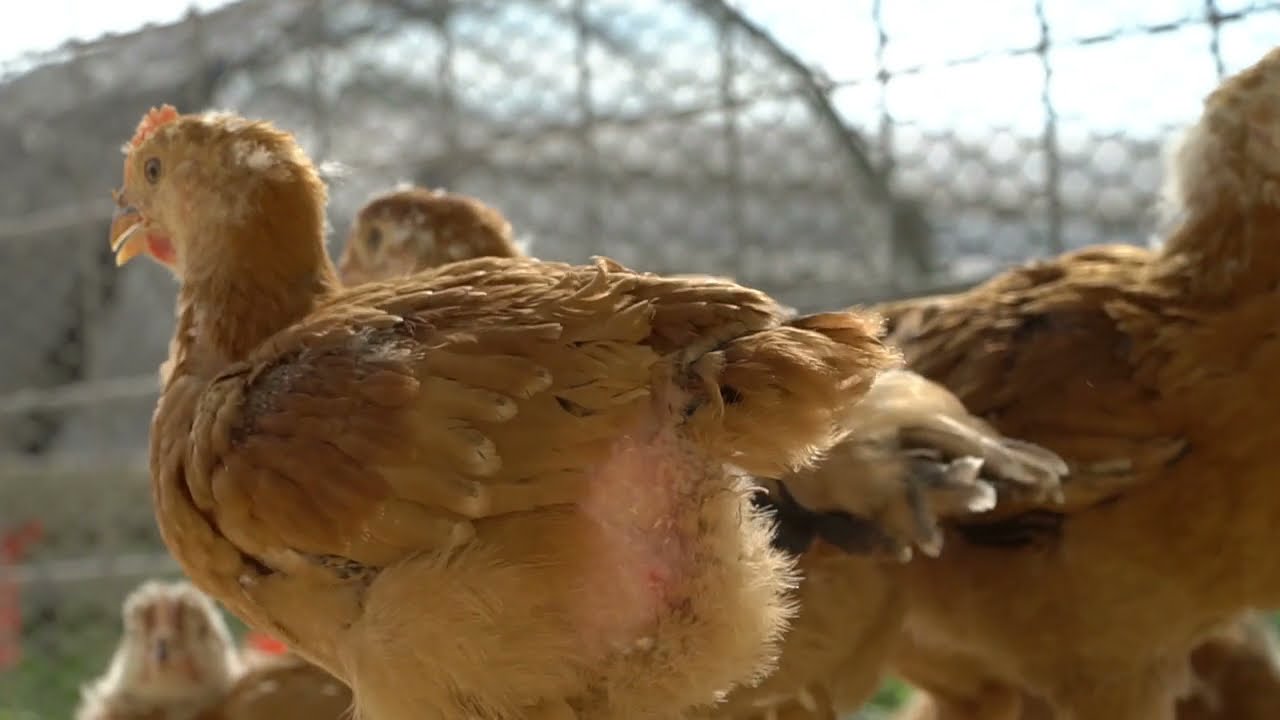 Animal Care Summit - RFID Technology