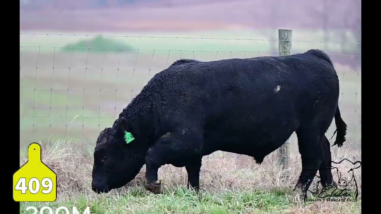 409